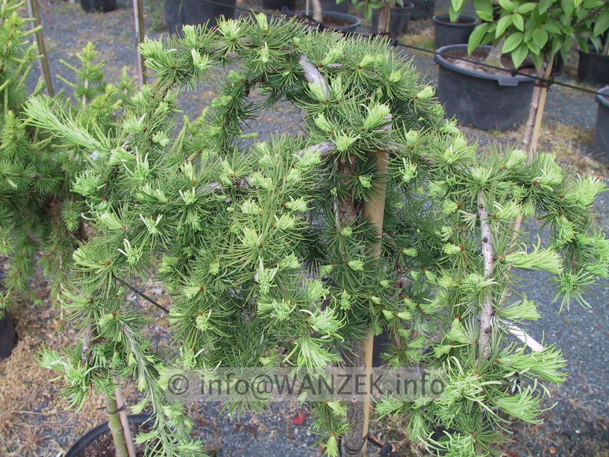 Larix kaempferi Stiff Weeper 03.JPG